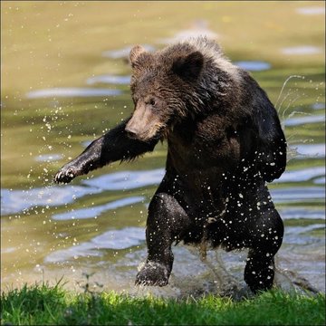 funny-bears-30.jpg