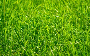 rabstol_net_grass_18.jpg